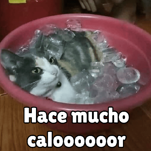 GATOS RANDOM - PARTE 37 25