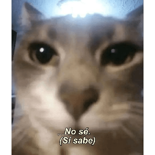 GATOS RANDOM - PARTE 37 26