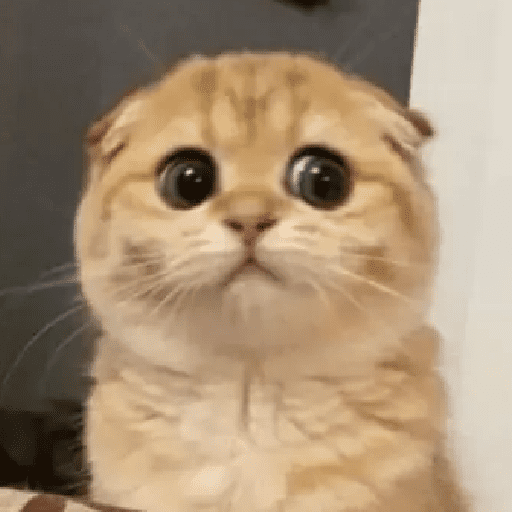 GATOS RANDOM - PARTE 34