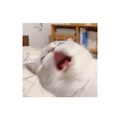 Hihihi 1