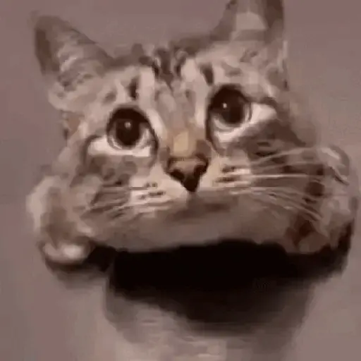 🐱🐱 Gatitos para responder 🐱🐱 ⁶
