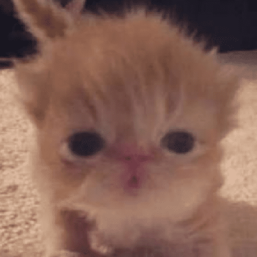 🐱🐈 Gatos Reacciones 🐈🐱 ²