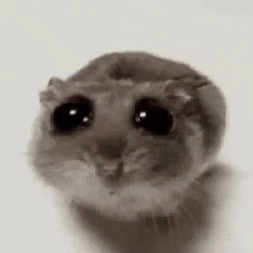 Hamster Meme 🐹🐹 17