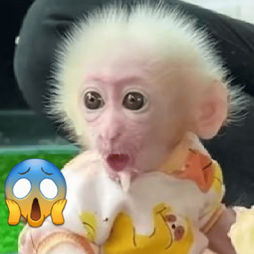 🐒 Changuitos Varios  🐵