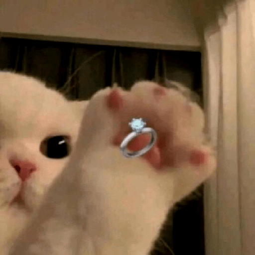 🐱🐈 Gatos Random Clásicos 🐈🐱