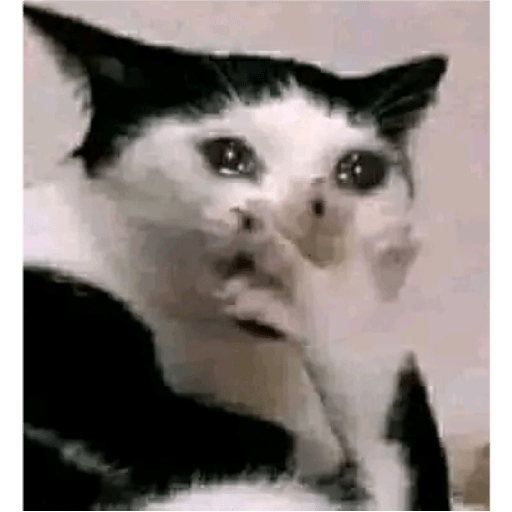 Lorstik's
