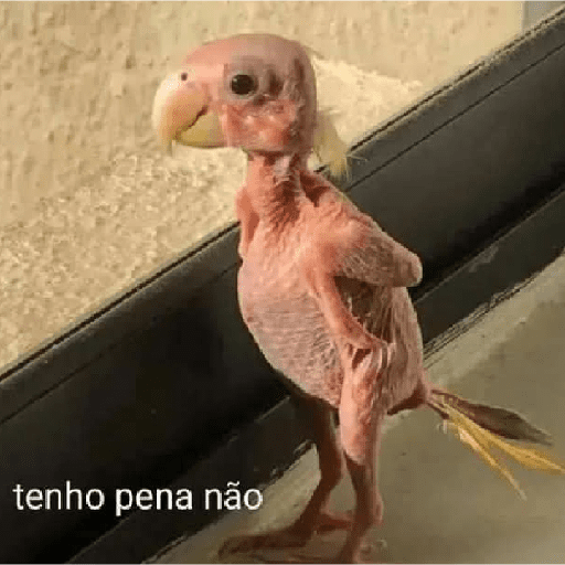 Novos 2025 8