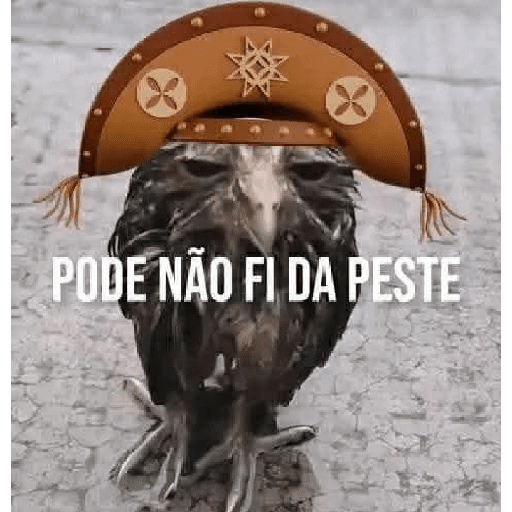 Novos 2025 13