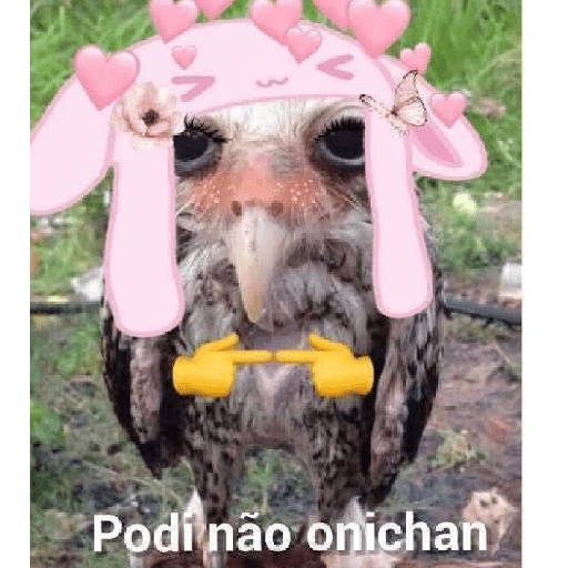 Novos 2025 14