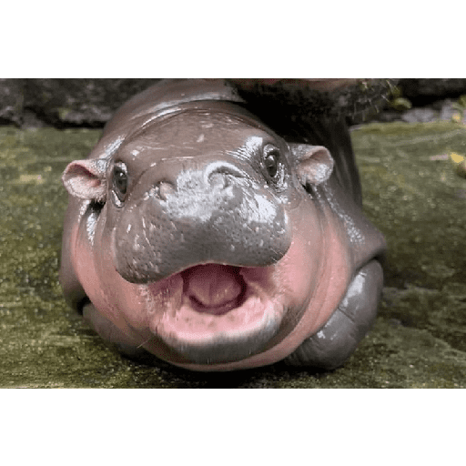 Concavenator 6