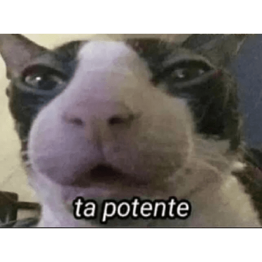 Animais - 1 3