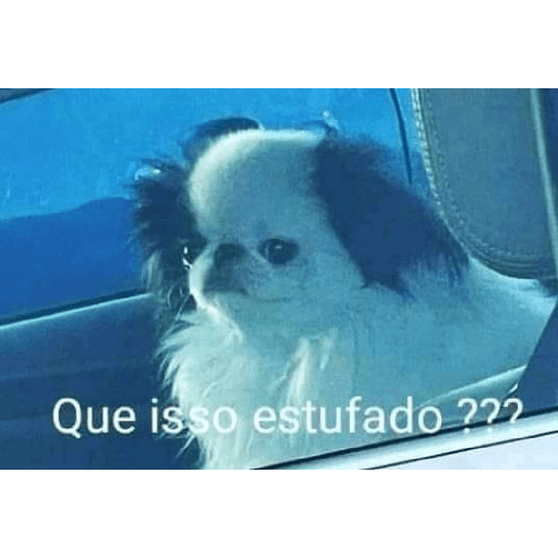 Animais - 1 9