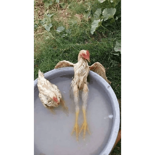 Animais - 1 19