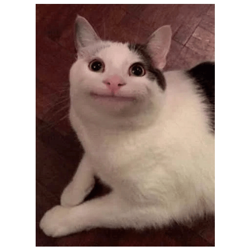Animais - 1 22