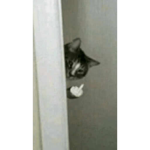 Animais - 1 23