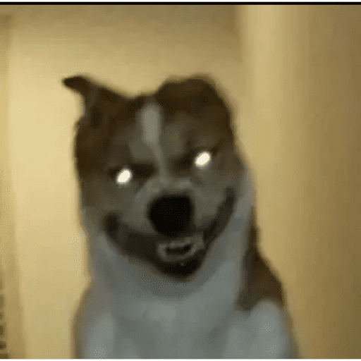 New chihuahua 11