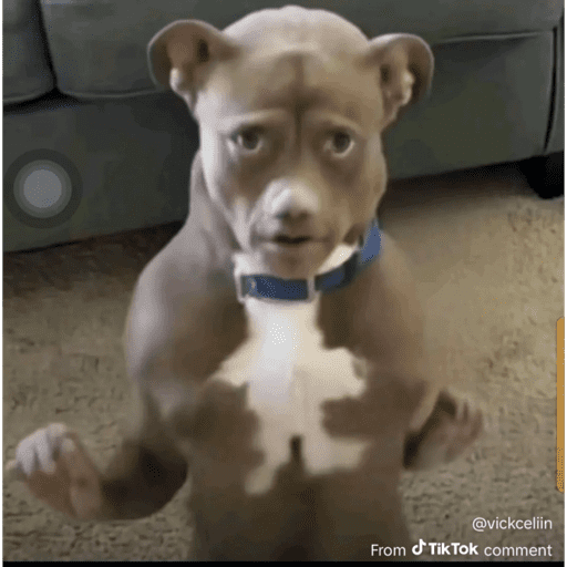 New chihuahua 21