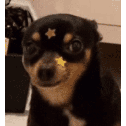 New chihuahua 7