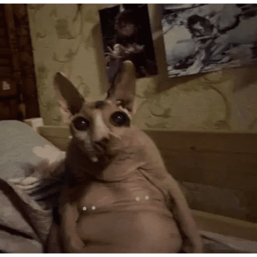 New chihuahua 20