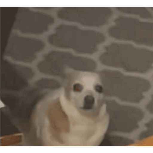 New chihuahua 15