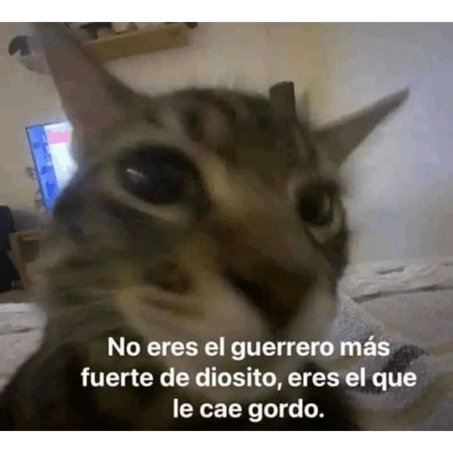 Animalitos en random    😋💕 14
