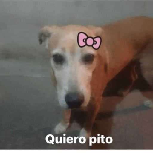 Animalitos en random    😋💕 9