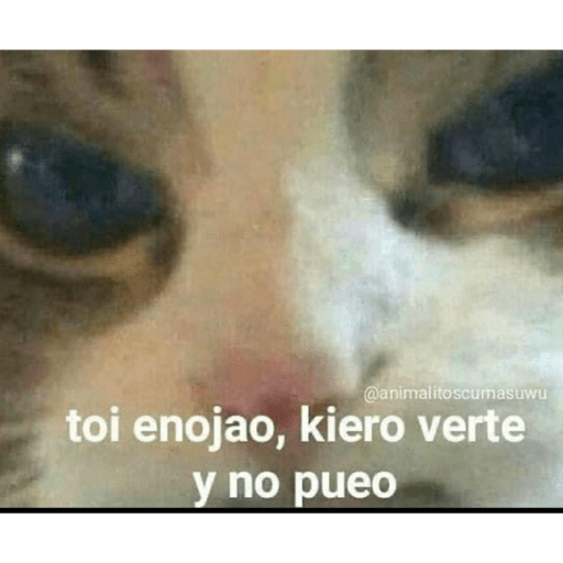 Animalitos en random    😋💕 13