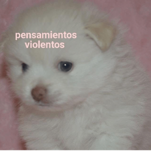 Animalitos en random    😋💕 5
