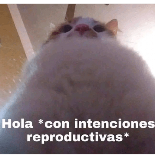 Animalitos en random    😋💕 4