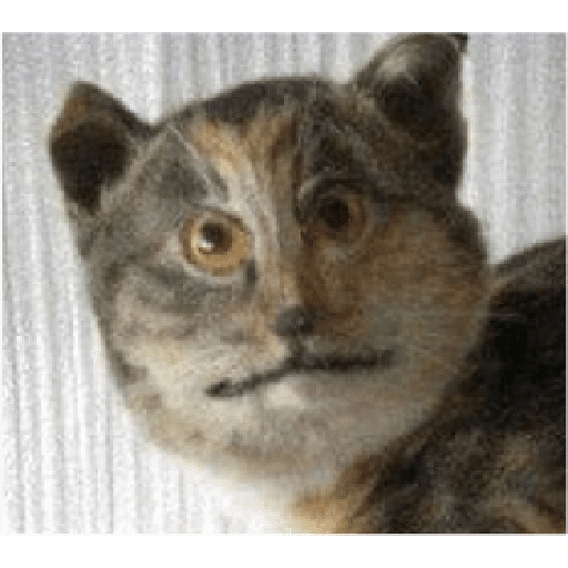 Animalitos taxidermizados 6