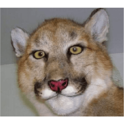 Animalitos taxidermizados 8