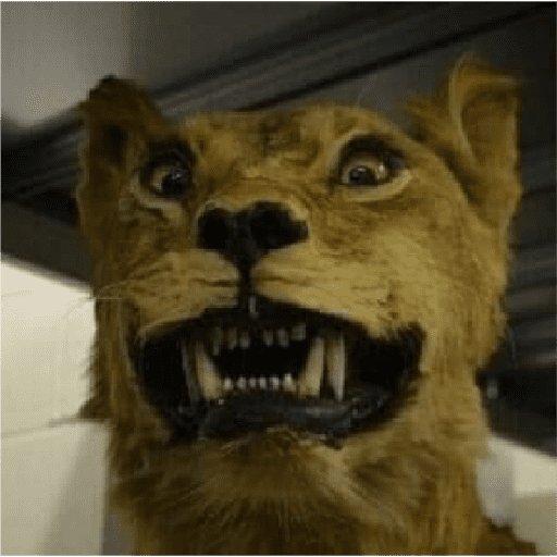 Animalitos taxidermizados 9