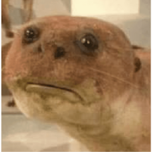 Animalitos taxidermizados 10