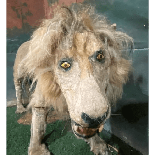 Animalitos taxidermizados 11