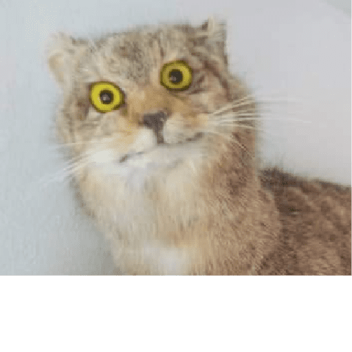 Animalitos taxidermizados 4