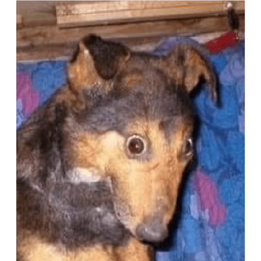 Animalitos taxidermizados 5