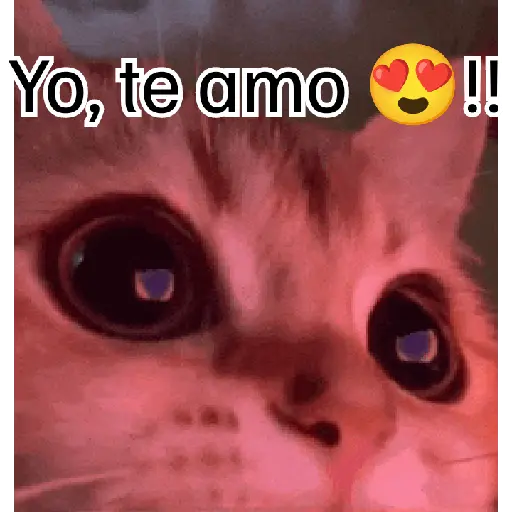 SaiiMH 21