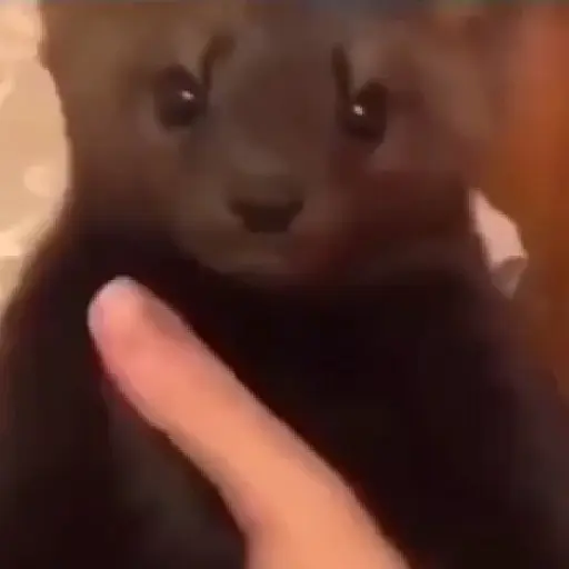 SaiiMH 2
