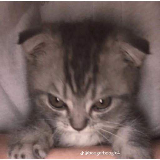 gatitos enojados