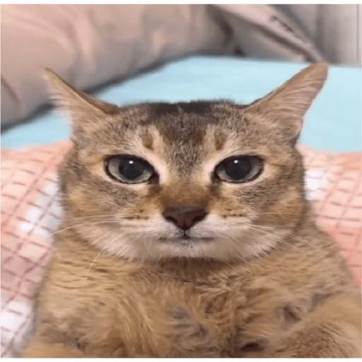 Gatos, perros