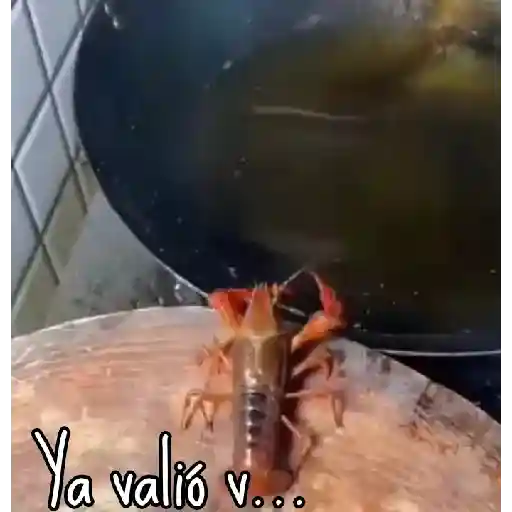 Mis animados 1