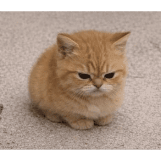 Cat 5