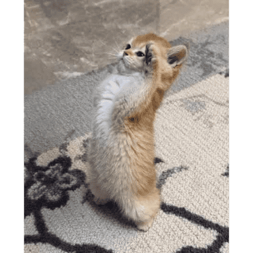 Cat 4