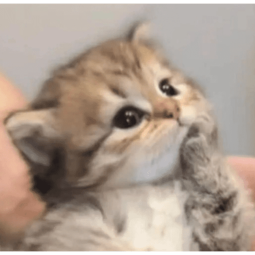 Cat 1