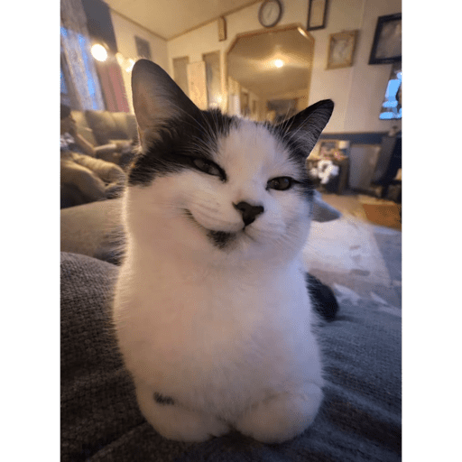 Cat 3
