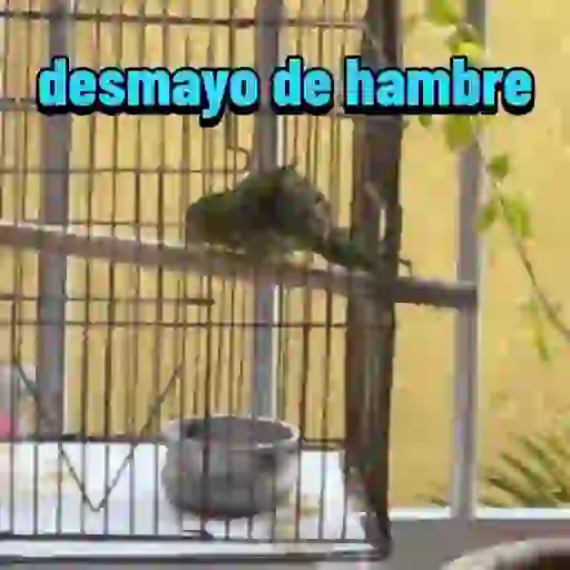 Mis pegatinas 11