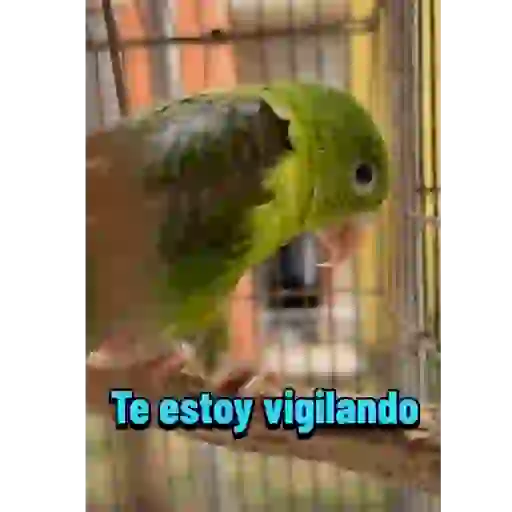 Mis pegatinas 10