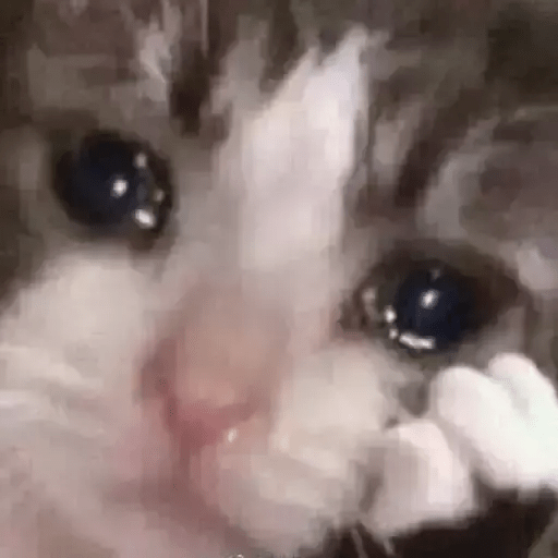 Gatito triste 14
