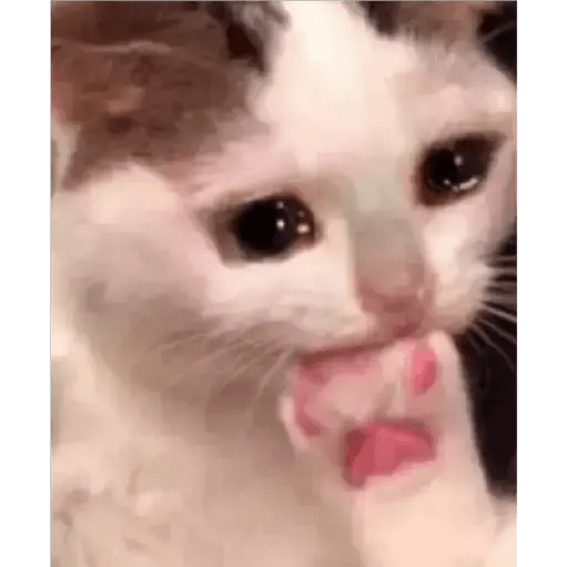 Gatito triste 2