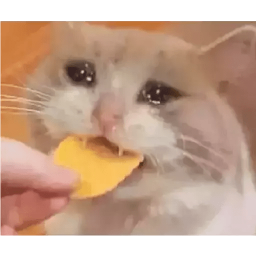 Gatito triste 6